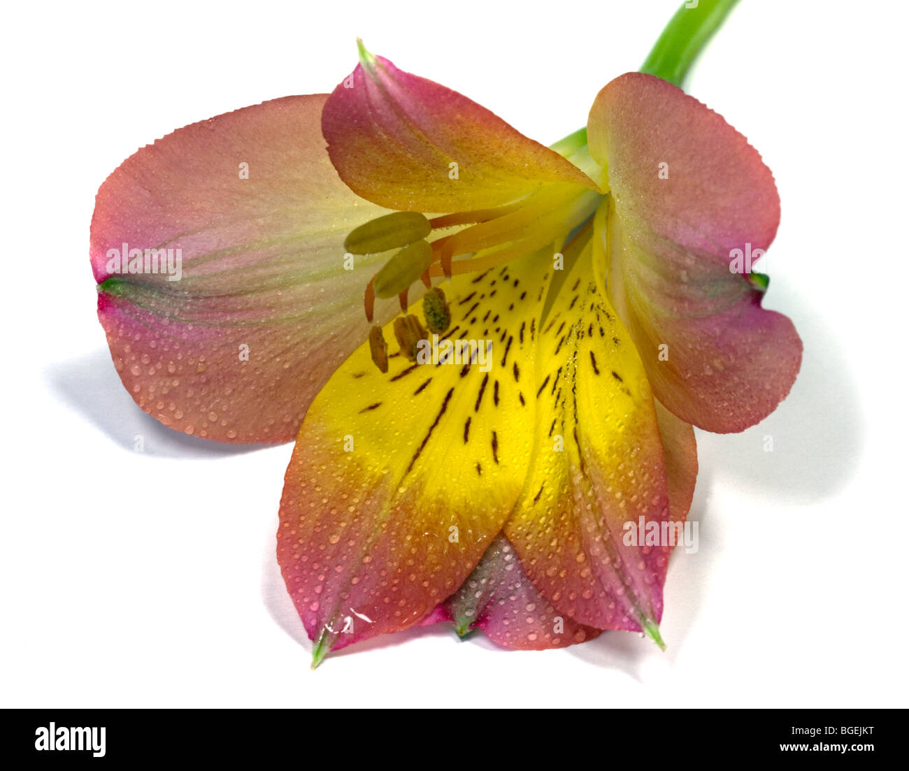 Alstroemeria (peruviano Lily) su uno sfondo bianco Foto Stock