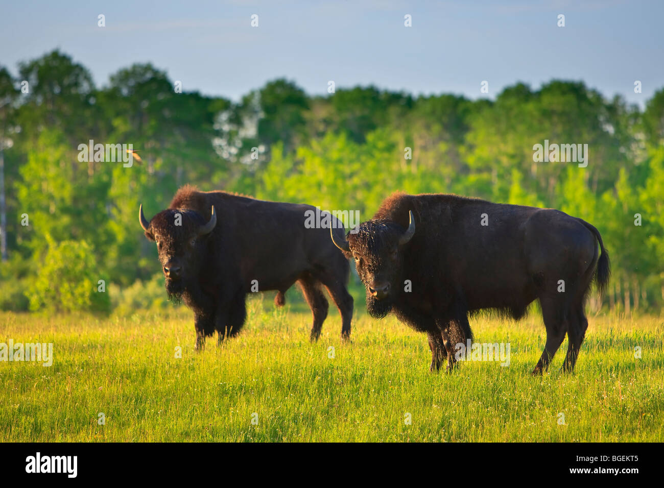 Bison vagabondare liberamente nel contenitore di bisonte in Riding Mountain National Park, Manitoba, Canada. Foto Stock
