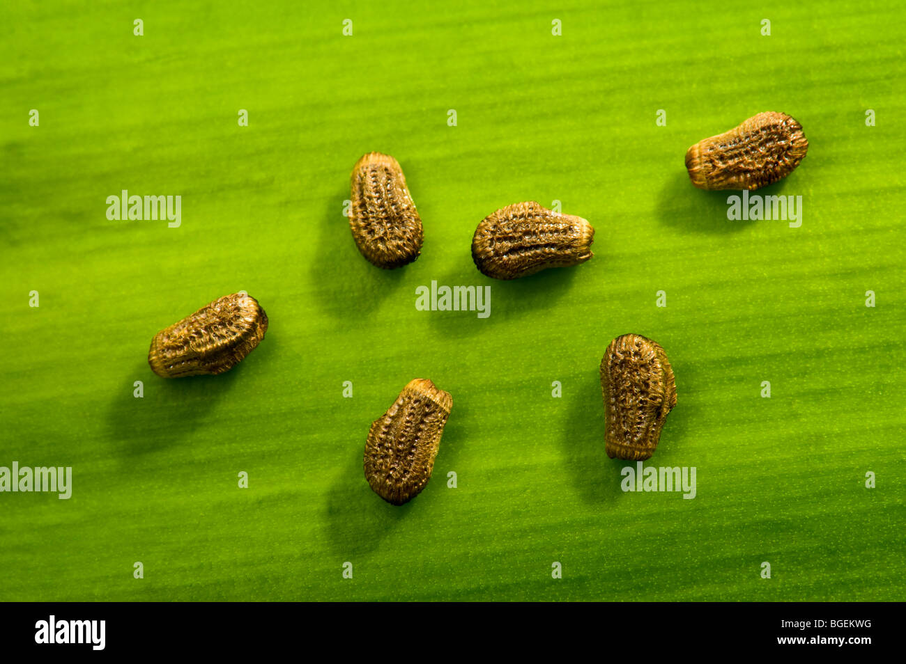 Uova di insetto stecco immagini e fotografie stock ad alta risoluzione -  Alamy