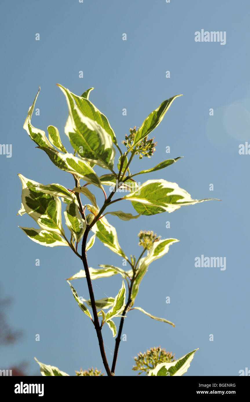 Cornus sanguinea - sanguinella Foto Stock