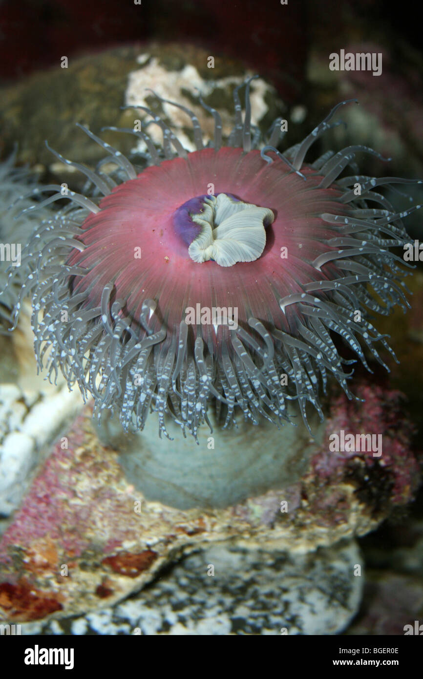 Anemone di sabbia (a.k.a. Ritter il meditabondo) Anemone Epiactis ritteri Foto Stock