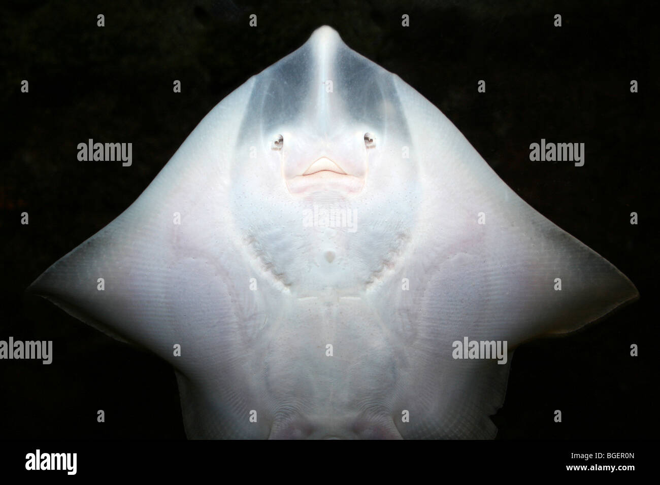 La parte inferiore di Thornback Ray Raja clavata o Thornback Skate Foto Stock
