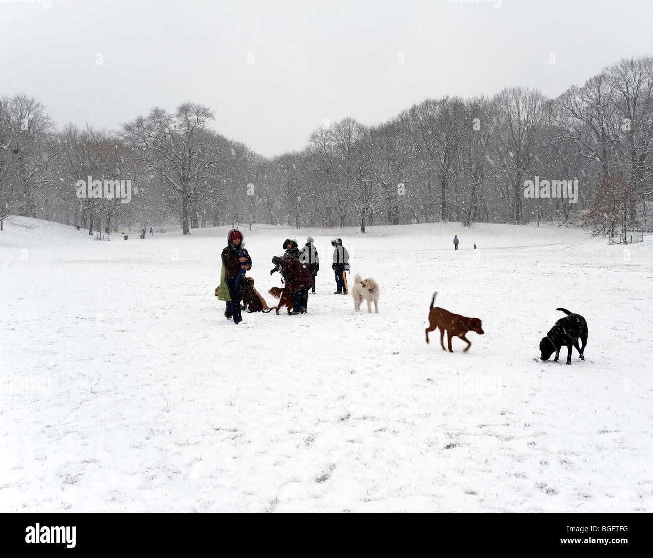 Durante la mattina la neve il cane walkers raccogliere nel parco di socializzare ed esercitare i loro animali. Foto Stock