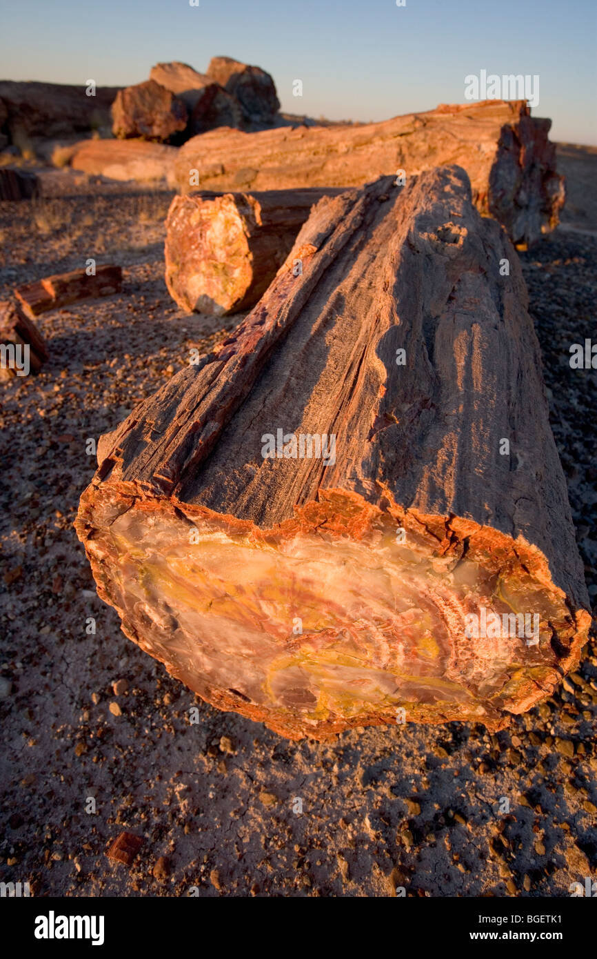 Tutto rotto e registri pietrificato al Parco Nazionale della Foresta Pietrificata in Arizona, Stati Uniti. Foto Stock