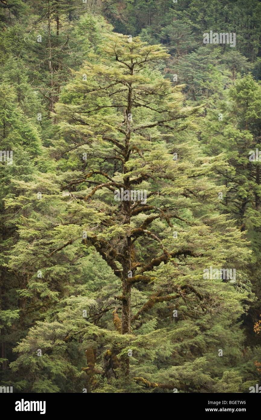 Il Sikkim Fir (Abies densa) ca. 10.000 piedi, Yotong La Pass BHUTAN Foto Stock