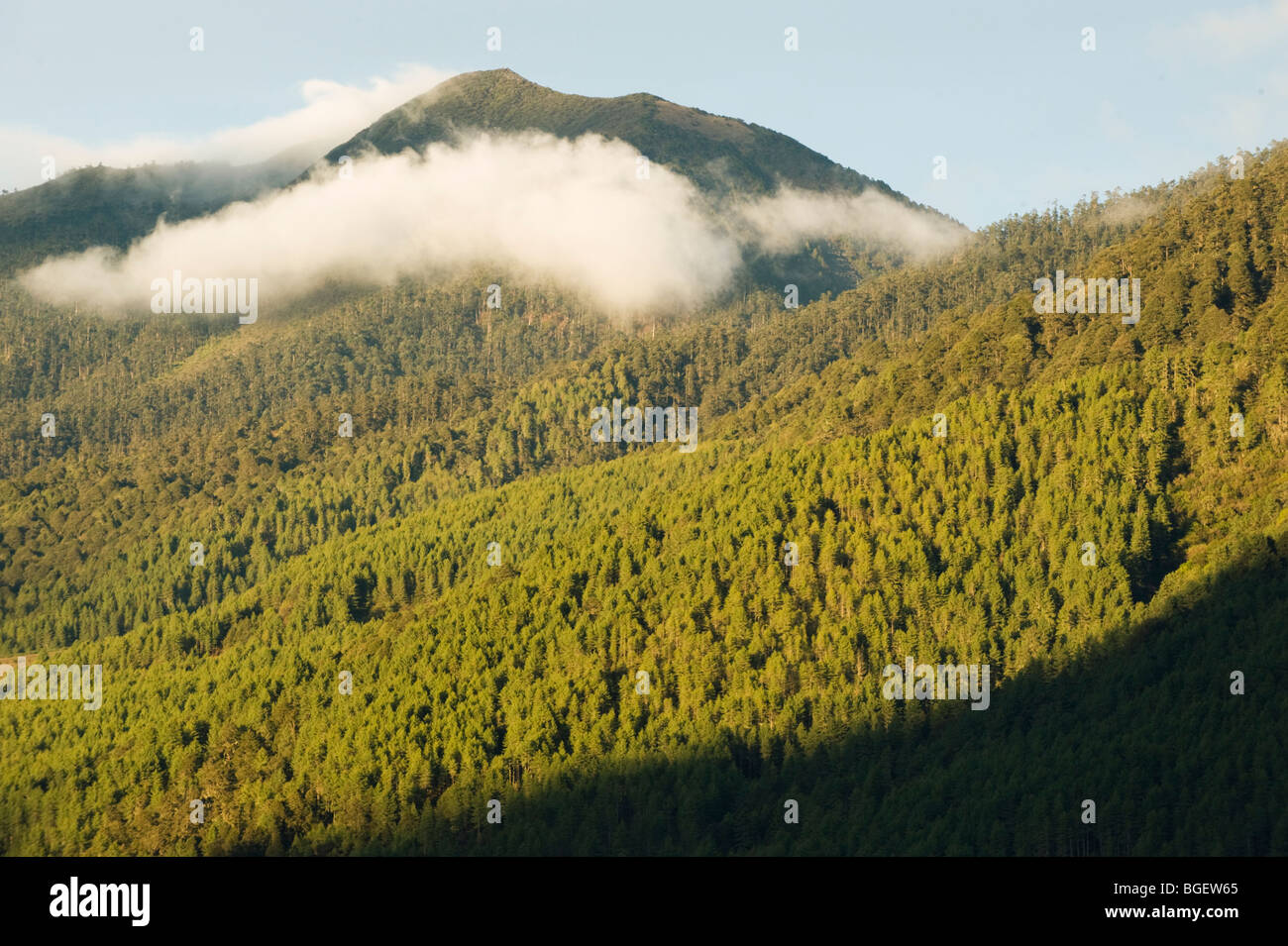 Phobjika Valley, ca. 10.000 piedi, BHUTAN : Area protetta per gru Black-Necked Foto Stock