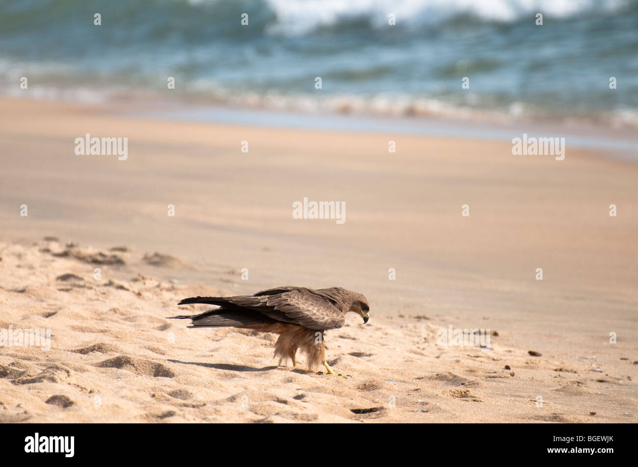 Eagle Eying pesce sulla spiaggia Foto Stock