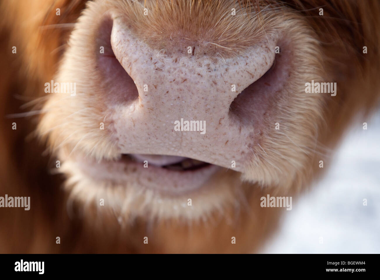 Highland mucca naso e bocca di masticazione di close-up. Inghilterra Regno Unito Gran Bretagna l'Europa. Foto Stock