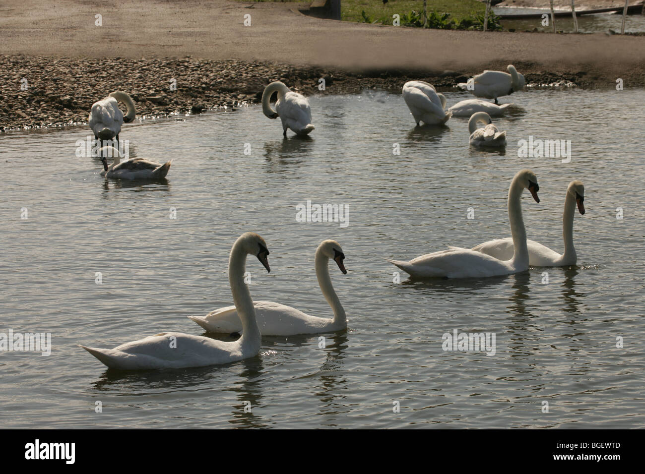 Cigni (Cygnus olor). Due coppie di uccelli legati, mostrando ritualised il comportamento di corteggiamento. Altri cigni di balneazione in background. Foto Stock