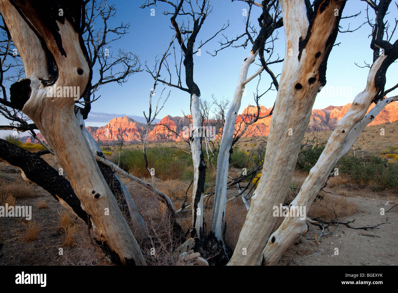 Albero bruciato e formazioni rocciose nella Red Rock Canyon National Conservation Area, Nevada Foto Stock