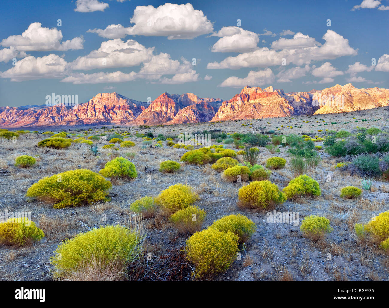 Spazzola di coniglio e formazioni rocciose nella Red Rock Canyon National Conservation Area, Nevada. Il cielo è stato aggiunto. Foto Stock