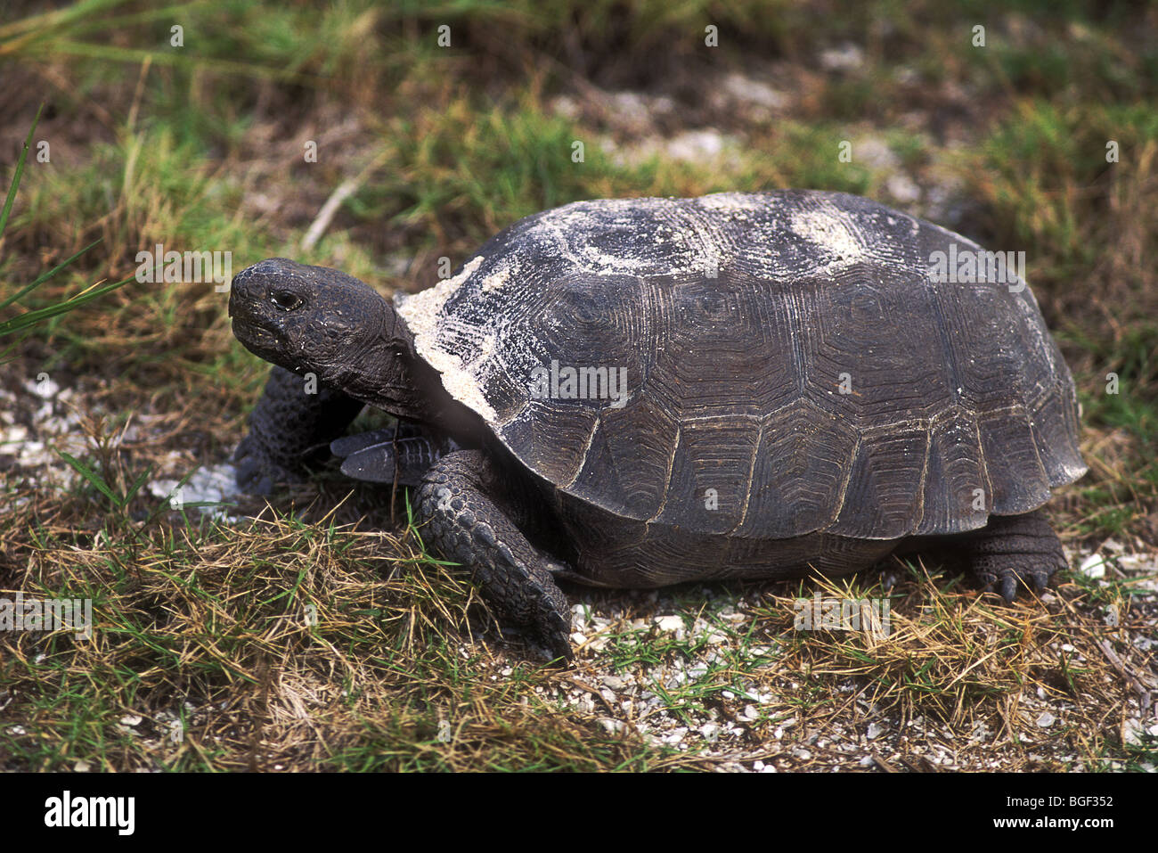 RA-125, tartaruga gopher Foto Stock