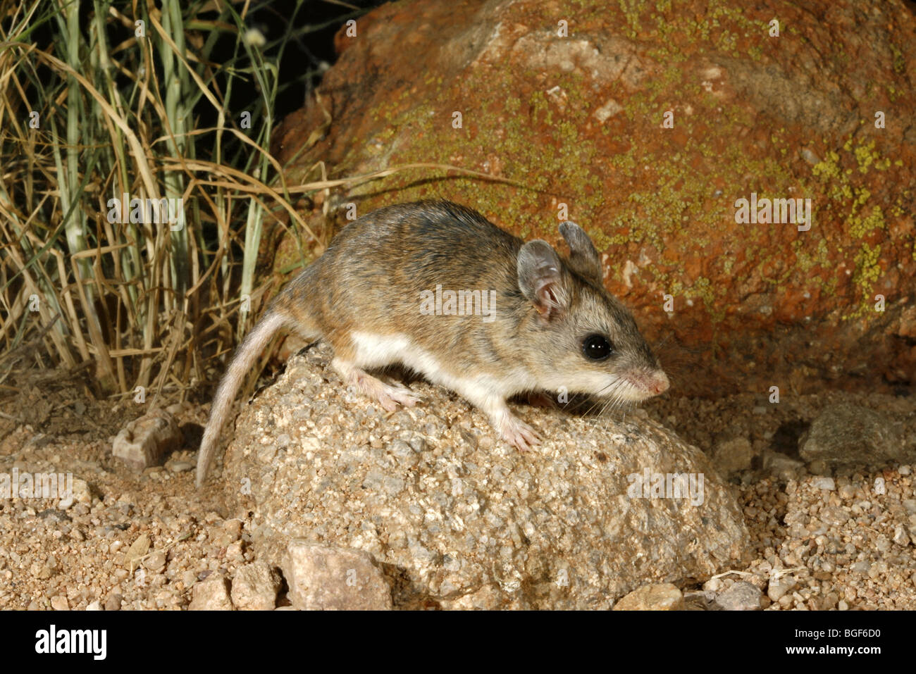 Northern Grasshopper Mouse Foto Stock