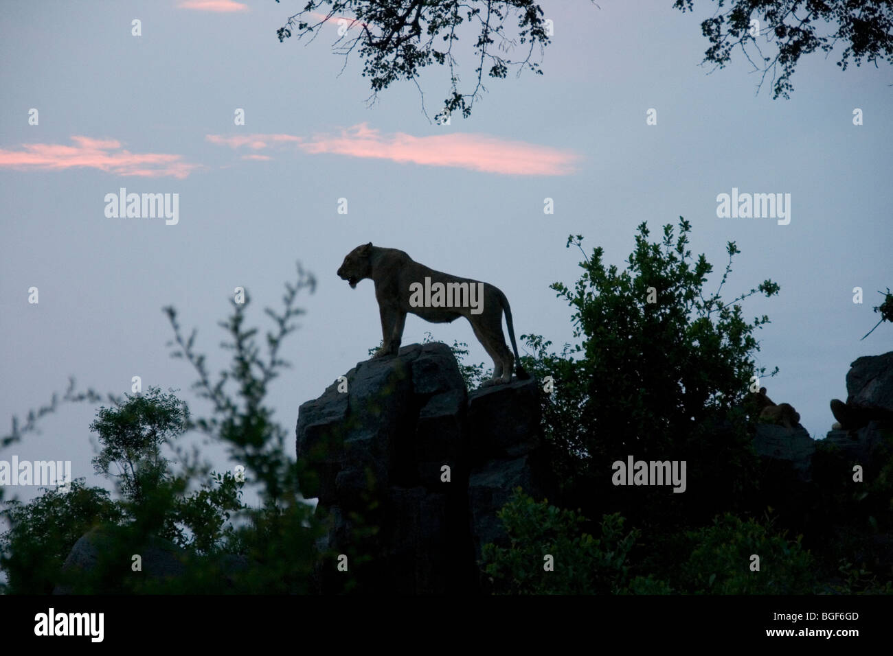 I Lions a Mala Mala Sud Africa Foto Stock