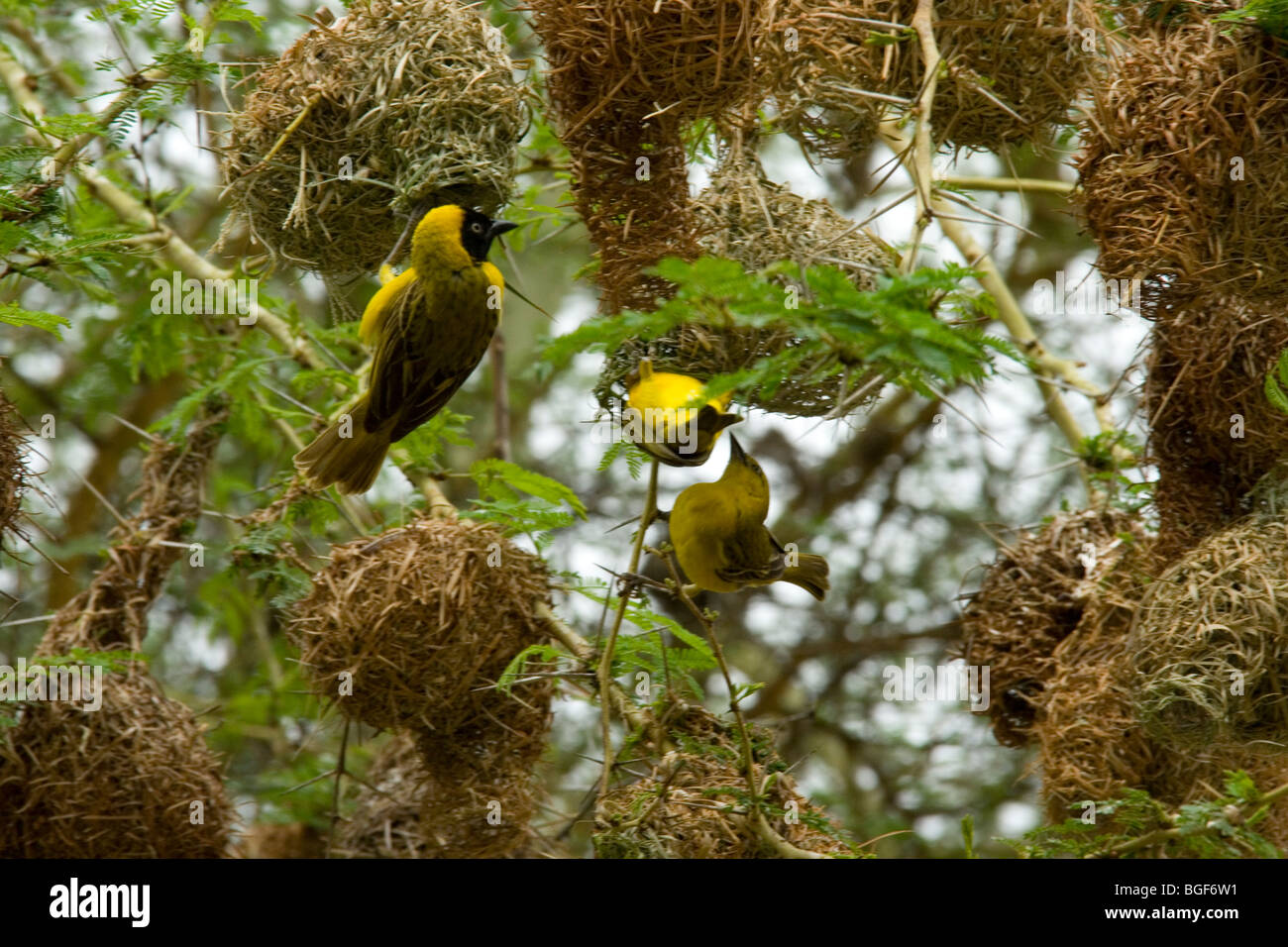 Weaver bird nest building Foto Stock