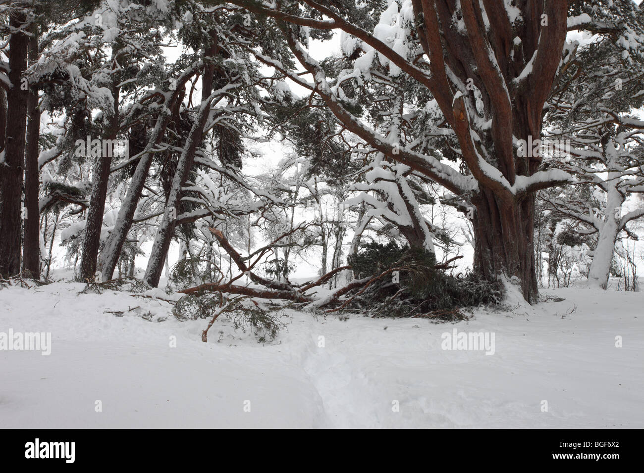 Rami strappato da un coppia di pino silvestre Pinus sylvestris dalla forte nevicata Glenmore Forest Rothiemurchus Cairngorms Scozia Scotland Foto Stock