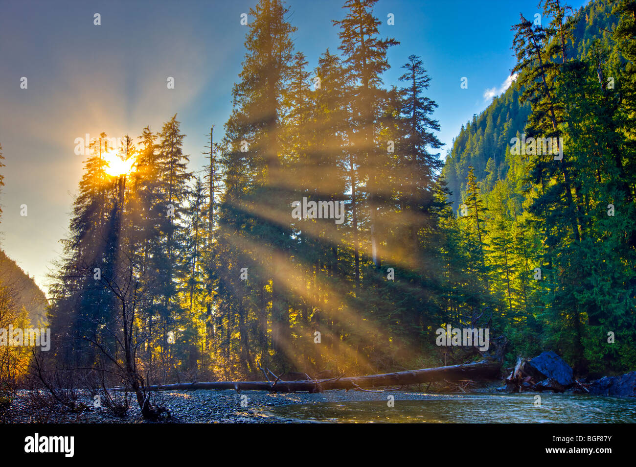 Raggi di sole lo streaming attraverso la foresta vicino vergine scende lungo il Tofino Creek, una zona di transizione del Clayoquot Sound Foto Stock
