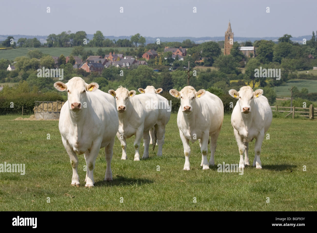 British Charolais bovini in un campo Foto Stock