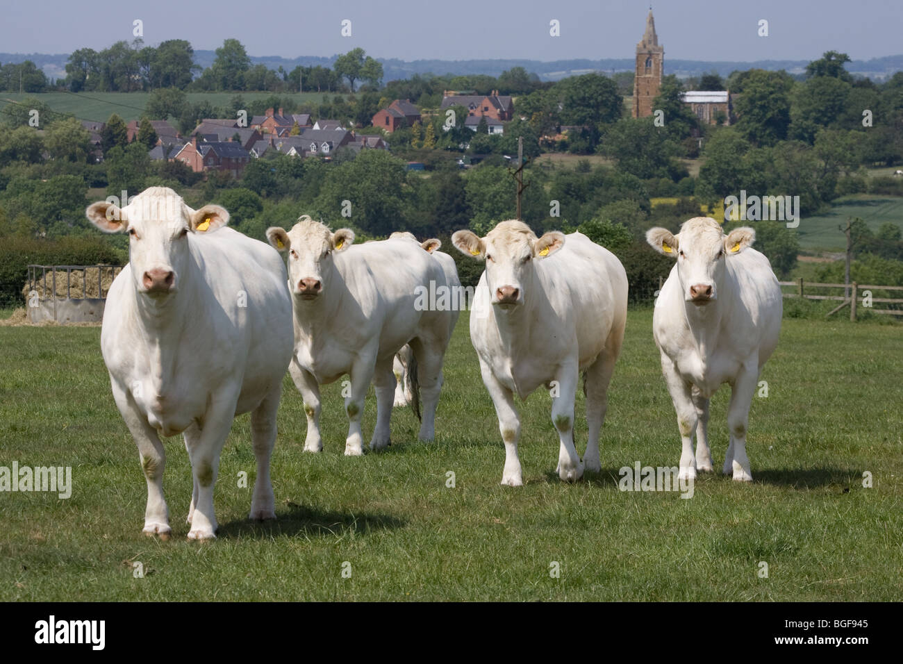 British Charolais bovini in un campo Foto Stock