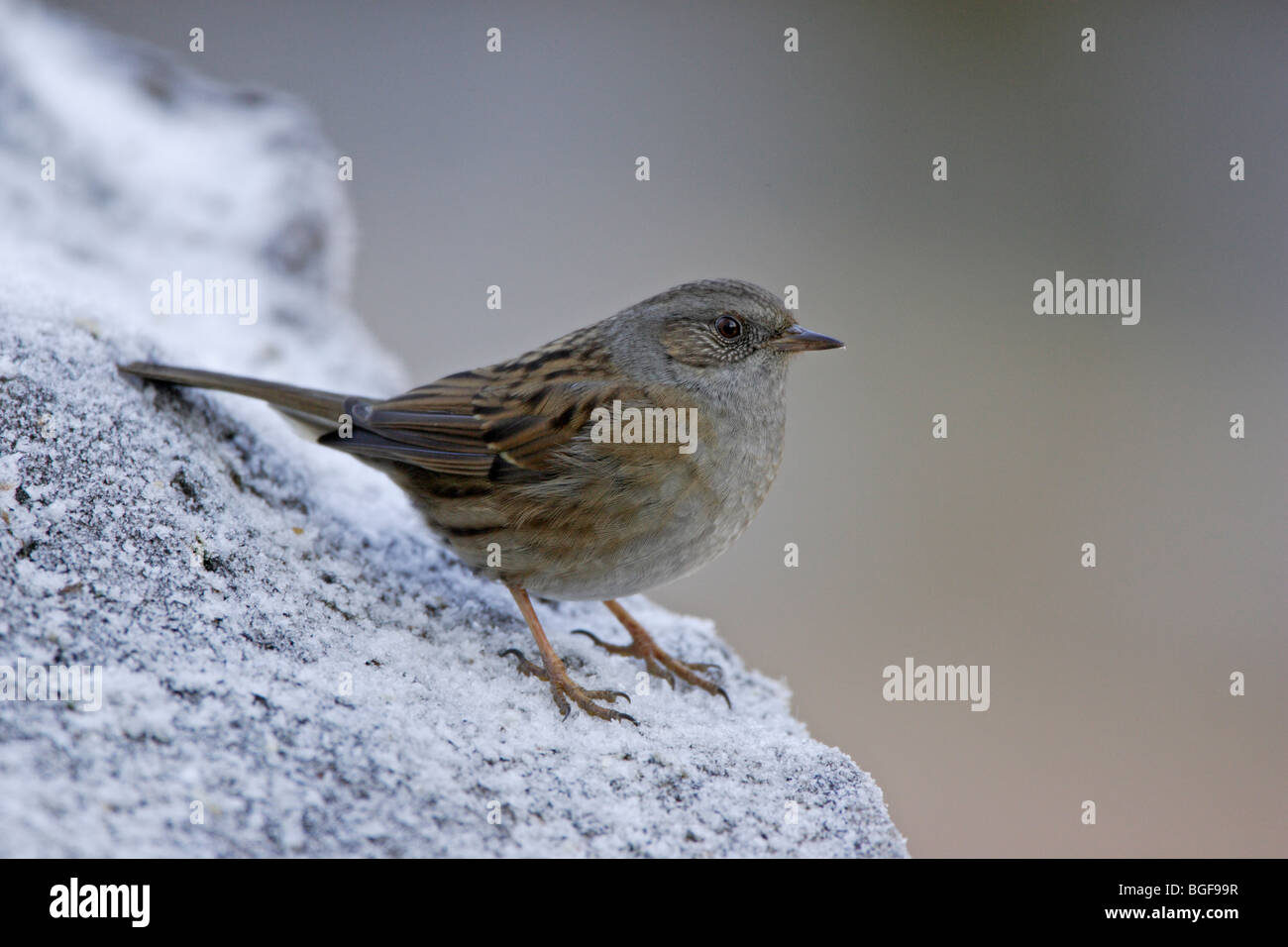 Hedge Sparrow sulla neve Foto Stock