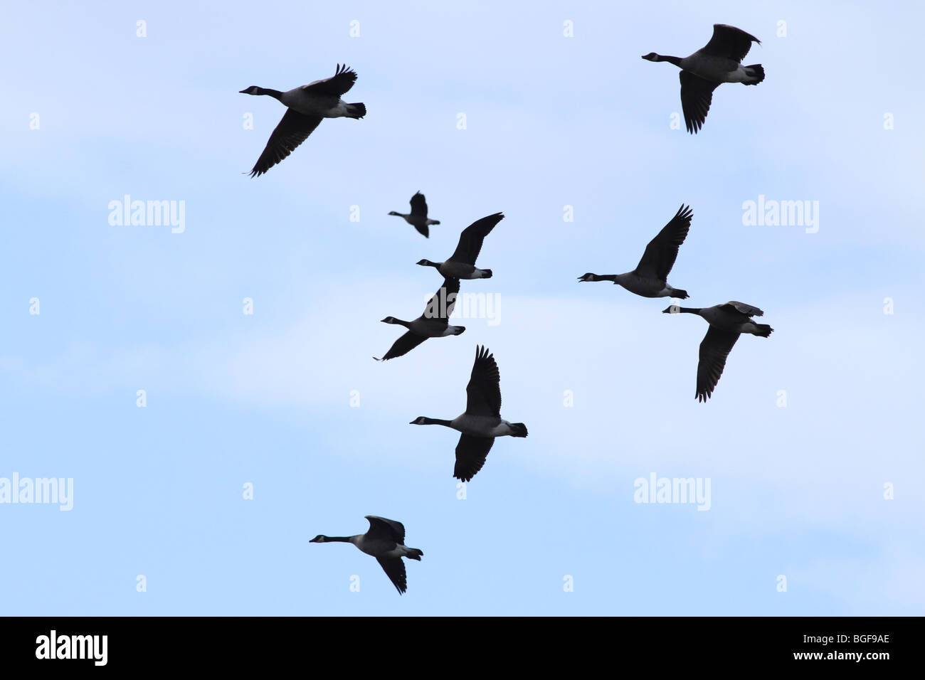 Oche canadesi in volo di migrazione a Oregon Foto Stock