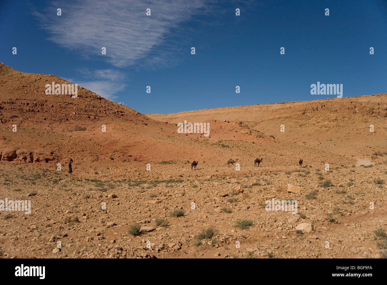 Allevamento di cammelli e araba nomade da una scarpata vicino a Tinerhir una piccola cittadina tra la Atlas gamme della montagna, Marocco Foto Stock