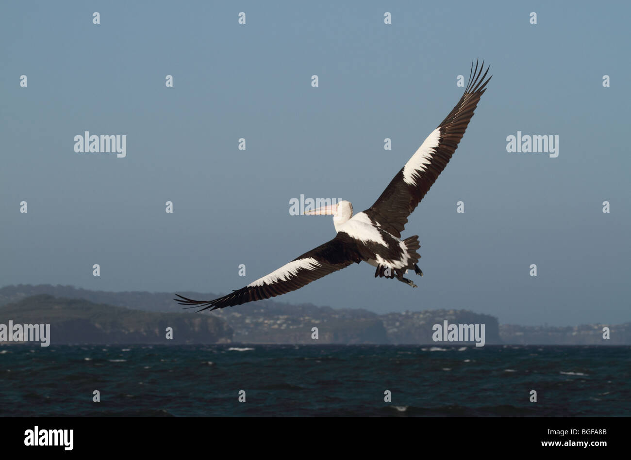 Australian pelican in volo Foto Stock