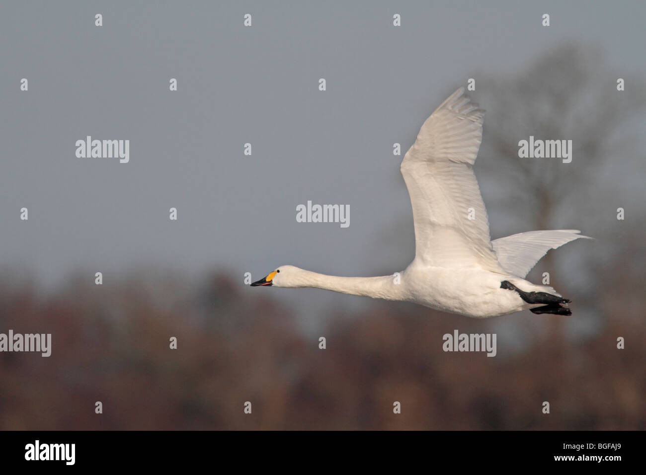 Bewick's Swan in volo Foto Stock