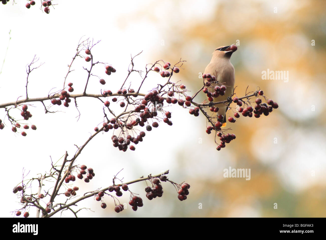 Il Cedar Waxwing mangiare una bacca Foto Stock