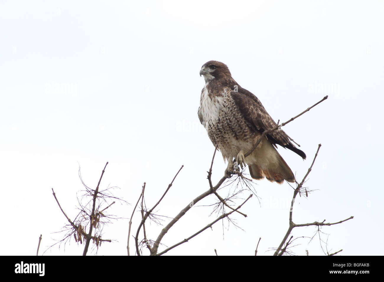 Red-tailed Hawk appollaiato su un ramo Foto Stock