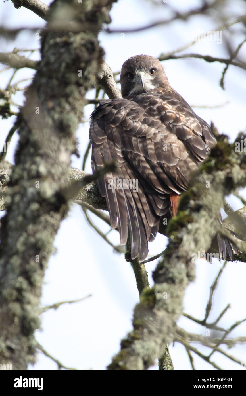 Red-tailed Hawk in una struttura ad albero Foto Stock