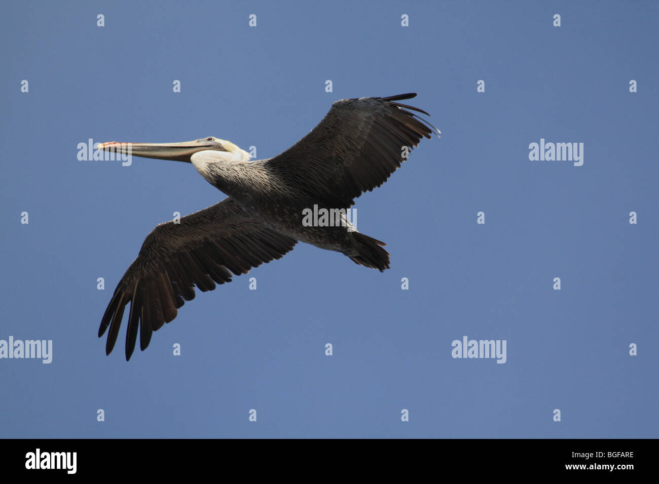 Brown Pelican in-flight Foto Stock