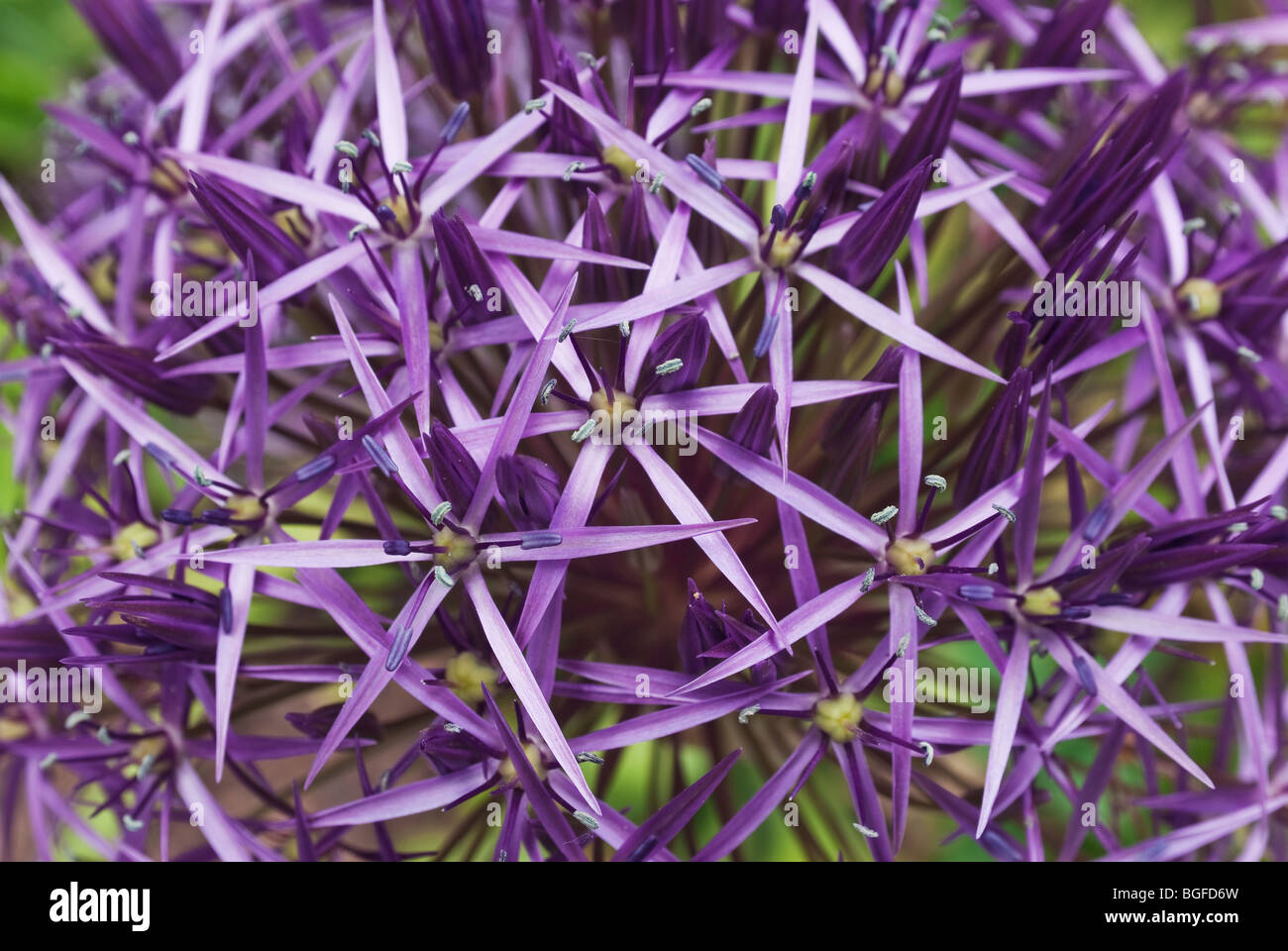 Primo piano del gigante blu fiore alium testa in giugno Foto Stock
