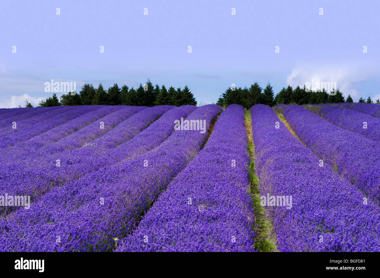England Gloucestershire cotswolds snowshill lavender farm campi di lavanda Foto Stock