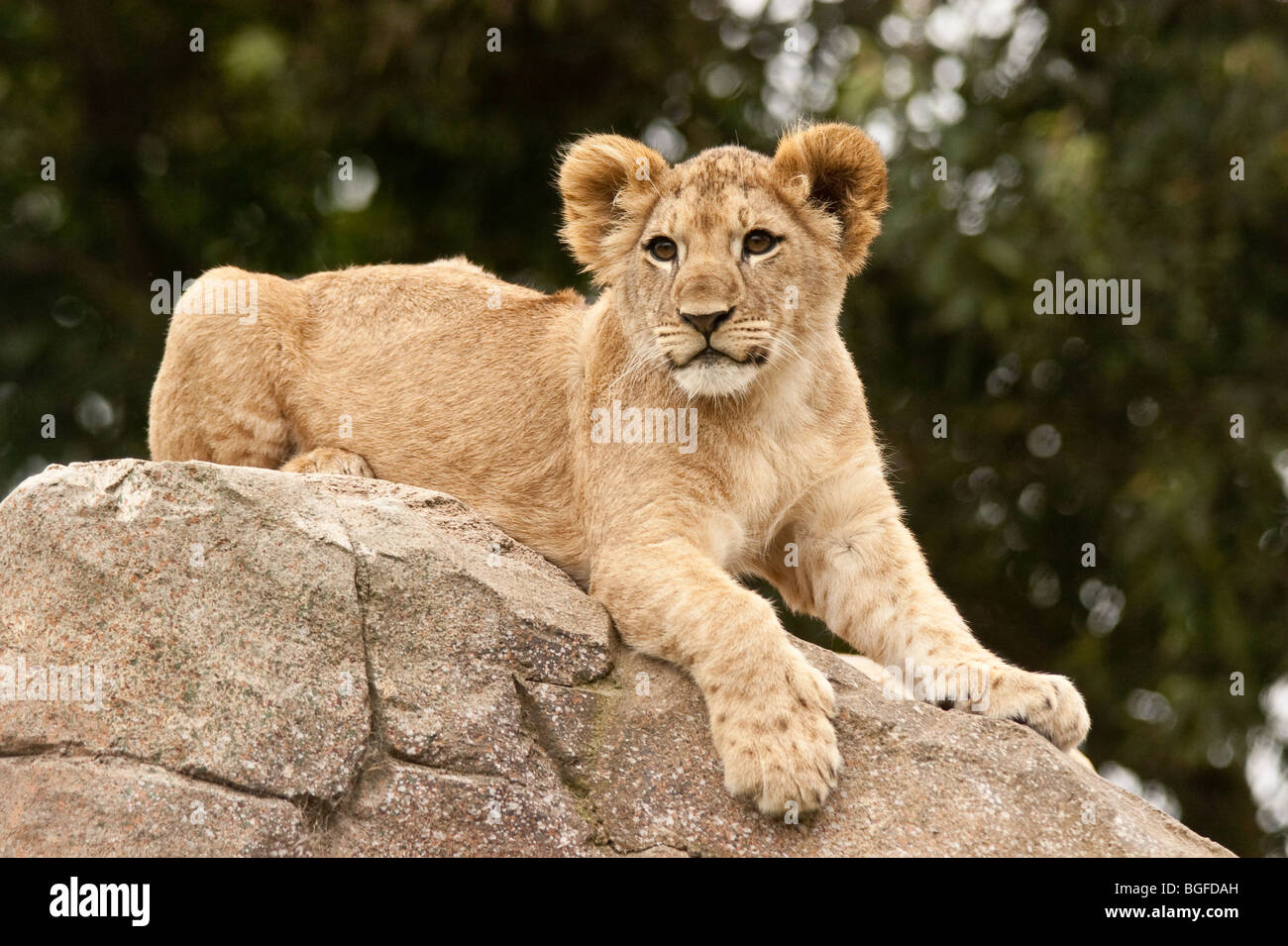 Un Lion Cub giacente su una roccia Foto Stock