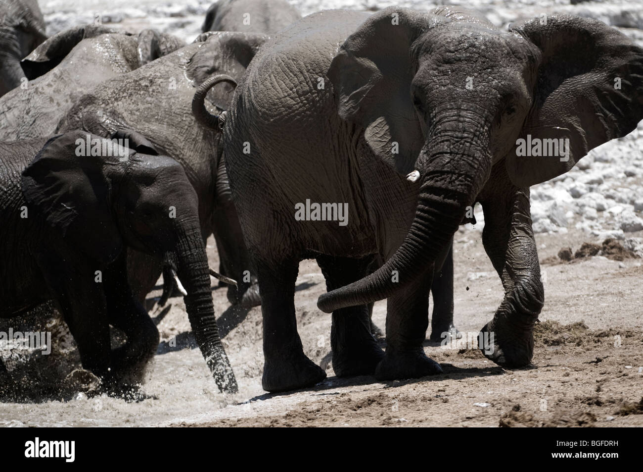 Deserto atto elefanti spolvero e balneazione intorno a un waterhole, Etosha, Namibia Foto Stock