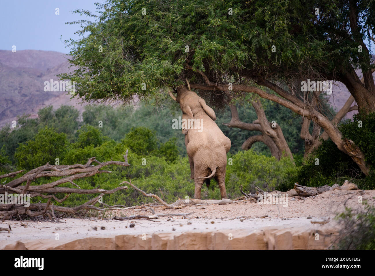 Deserto 'Adatta' elefante, Namibia. Foto Stock