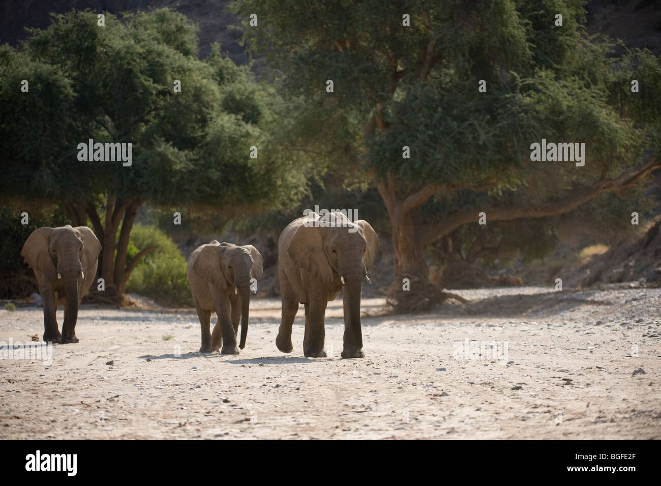 Deserto " atto'elefanti, Namibia. Foto Stock