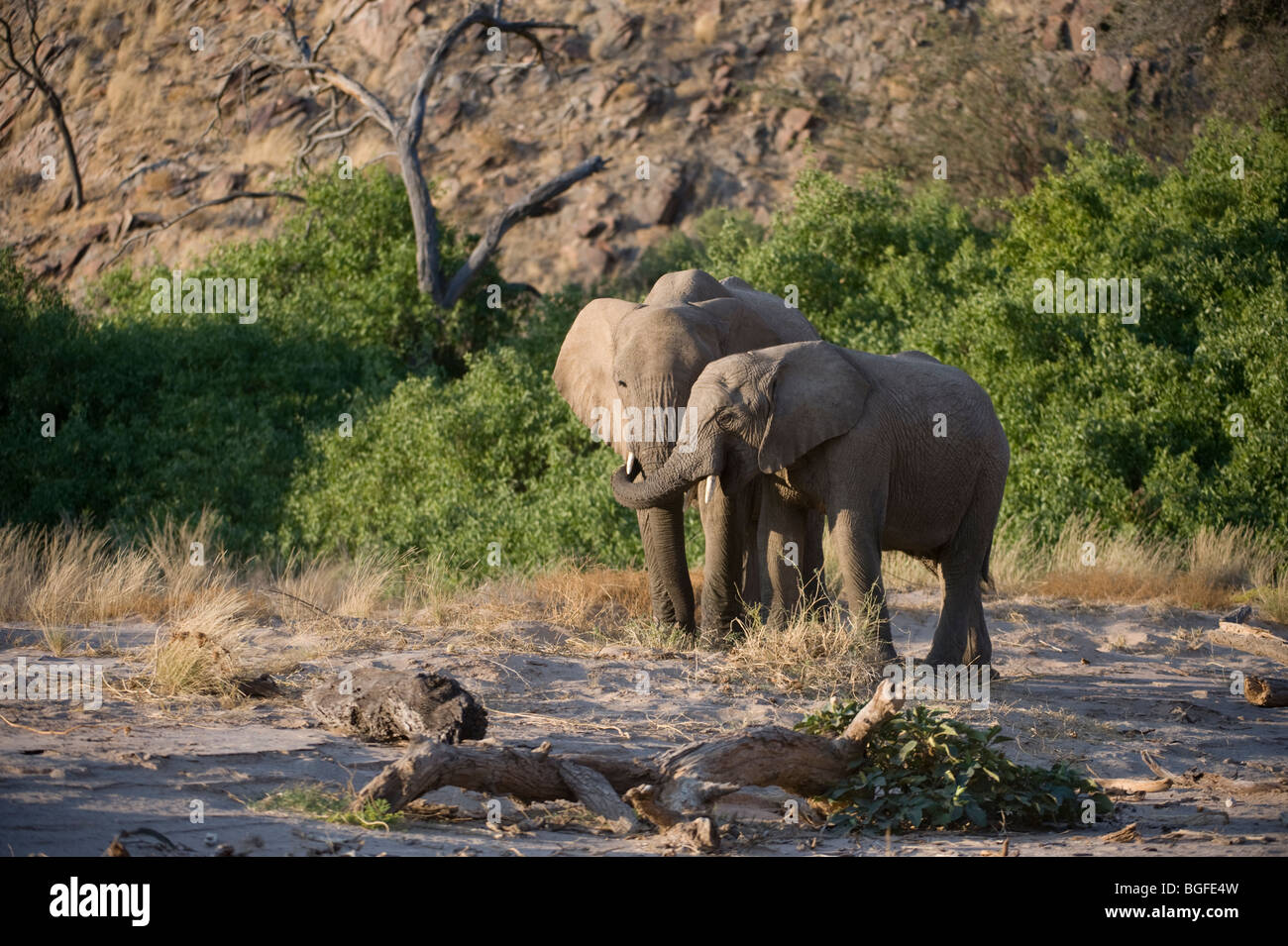 Deserto "adeguato" elefanti, Namibia. Foto Stock