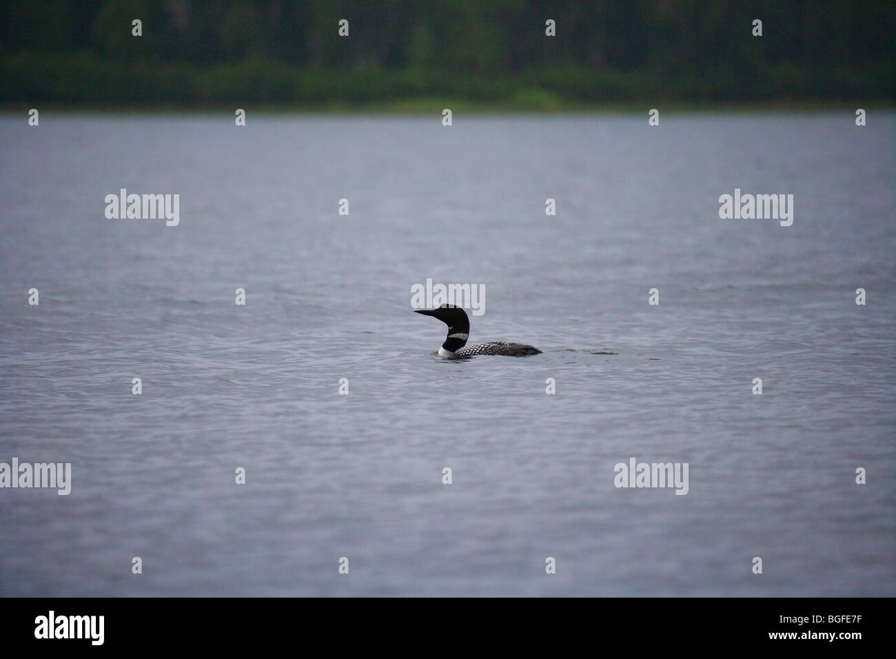 Loon comune nuoto nel lago Foto Stock