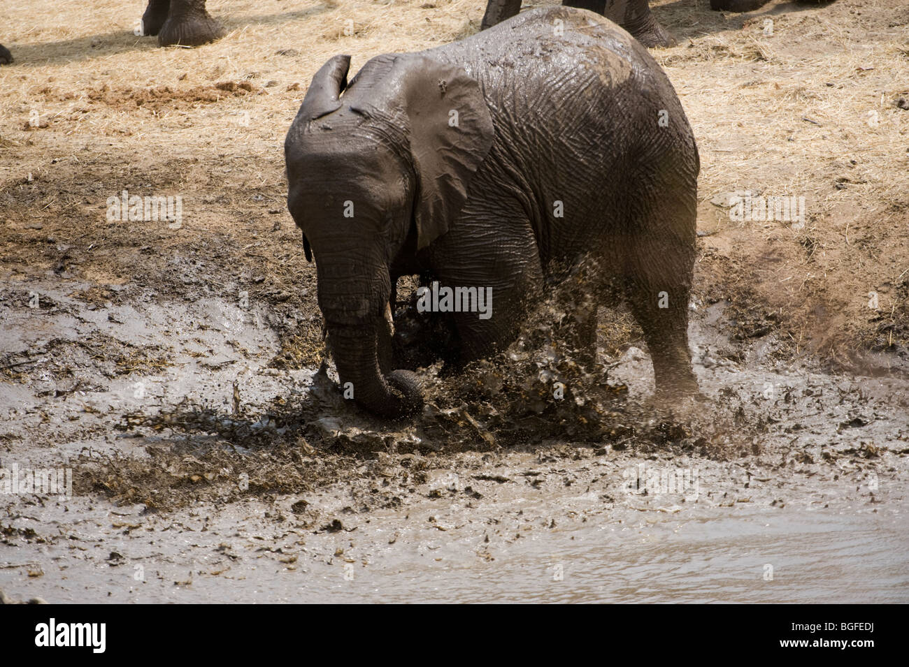 Deserto atto elefanti spolvero e balneazione intorno a un waterhole, Hobatere, Damaraland, Namibia Foto Stock