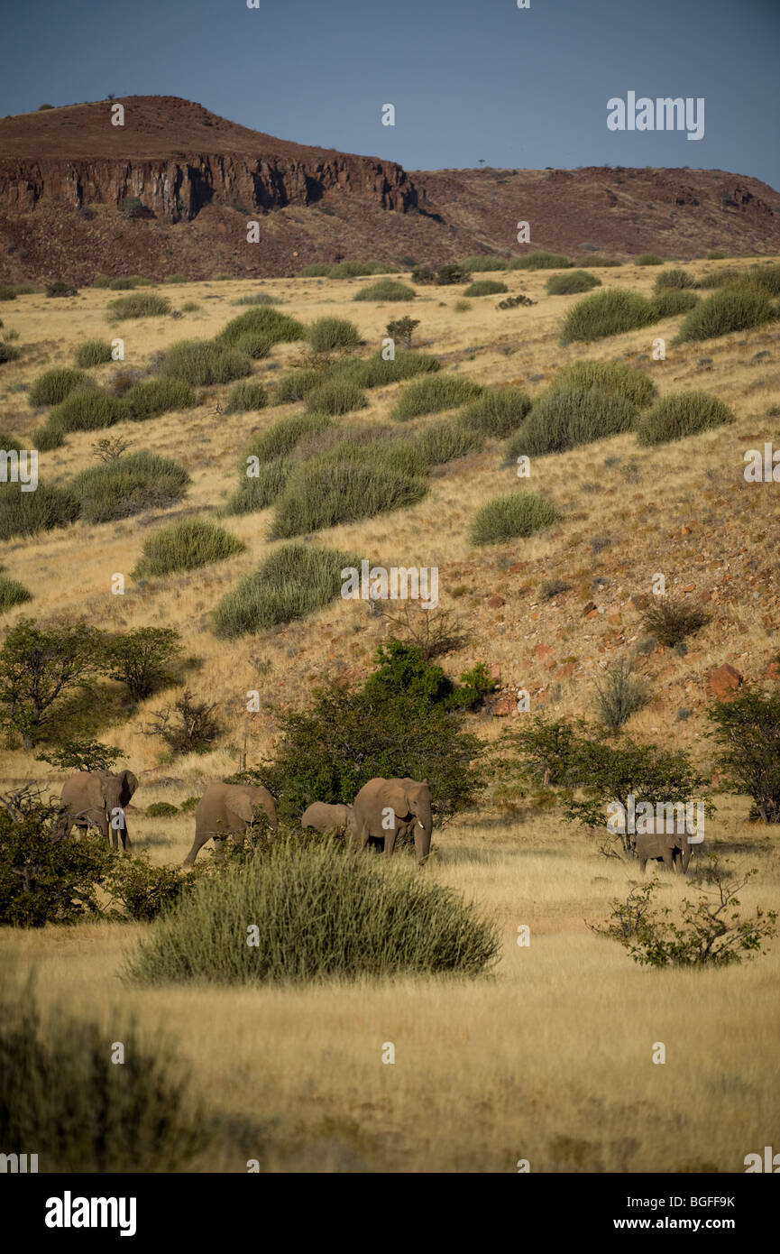 Deserto " atto'elefanti, Namibia. Foto Stock