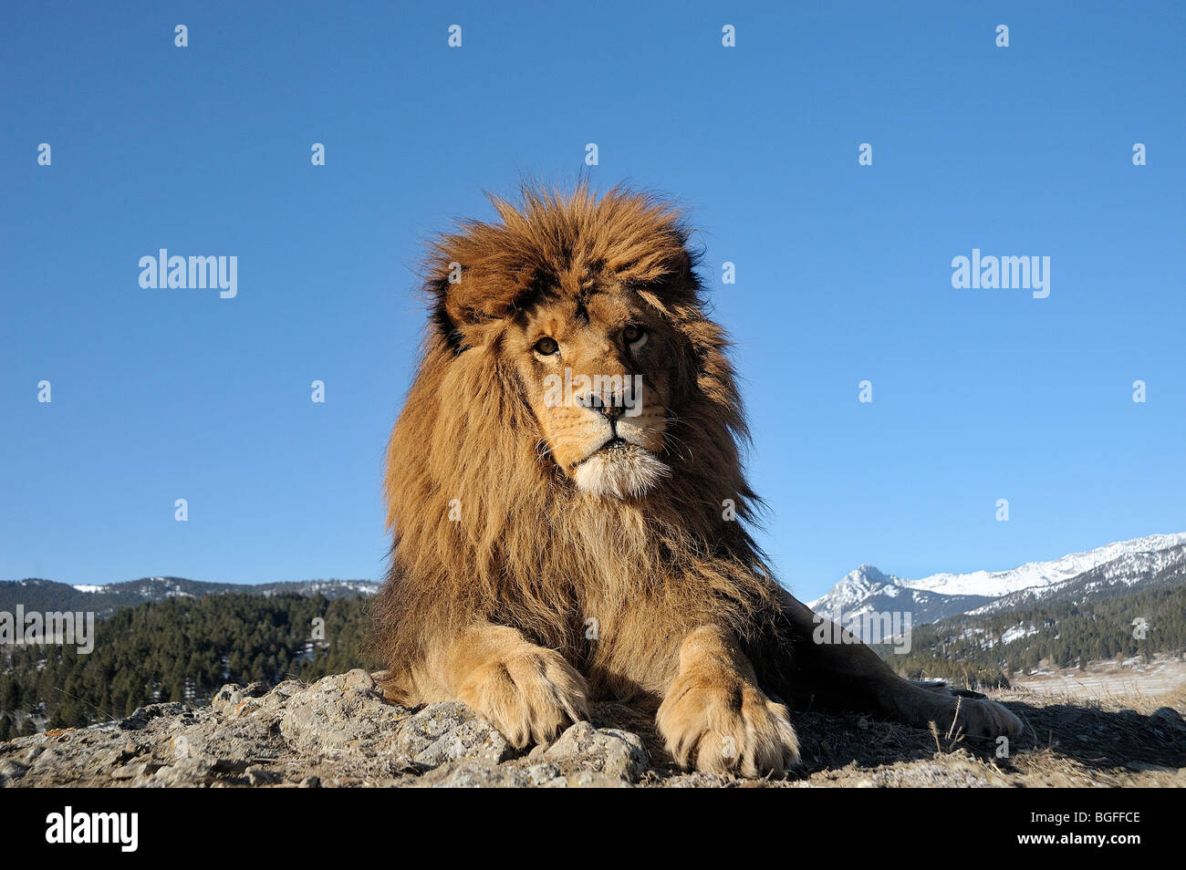 Barberia Lion (Panthera leo leo) - Estirpare, captive Foto Stock
