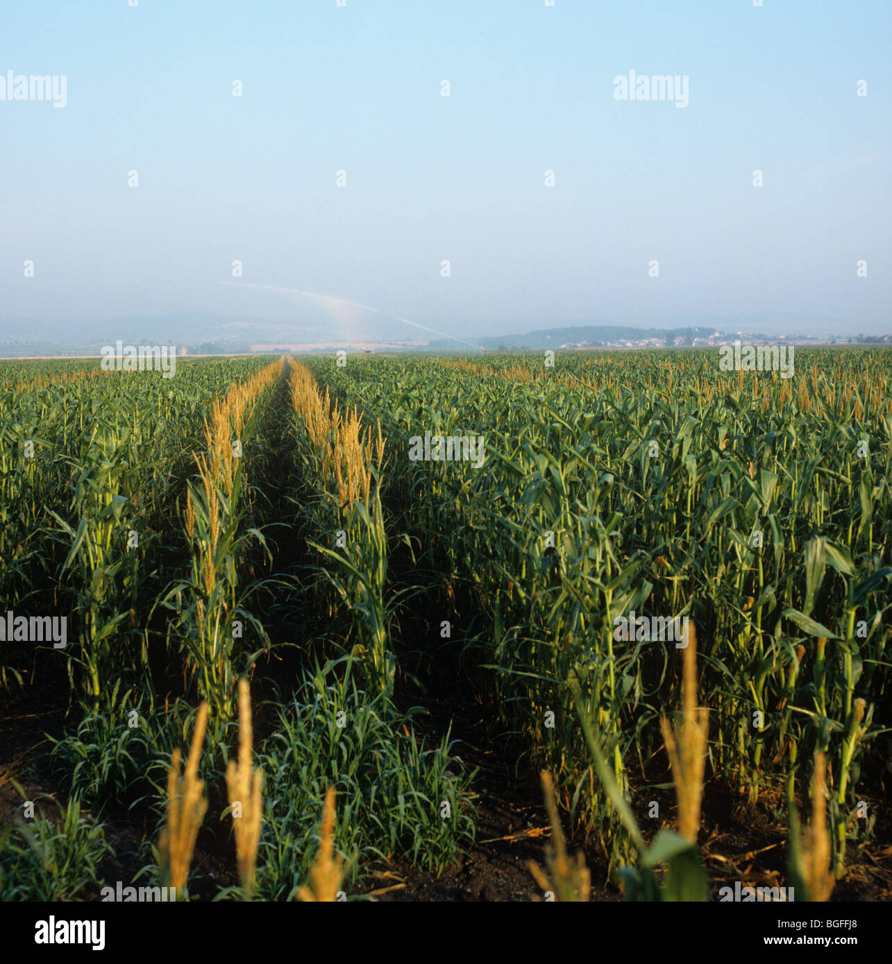 Maschio di granturco Fiocchi rimossi da tutti ma due righe di selettocoltura delle piante Foto Stock