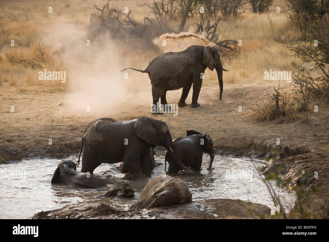 Gli elefanti del deserto dustion e balneazione intorno waterhole, Hobatere Damaraland,,della Namibia. Foto Stock