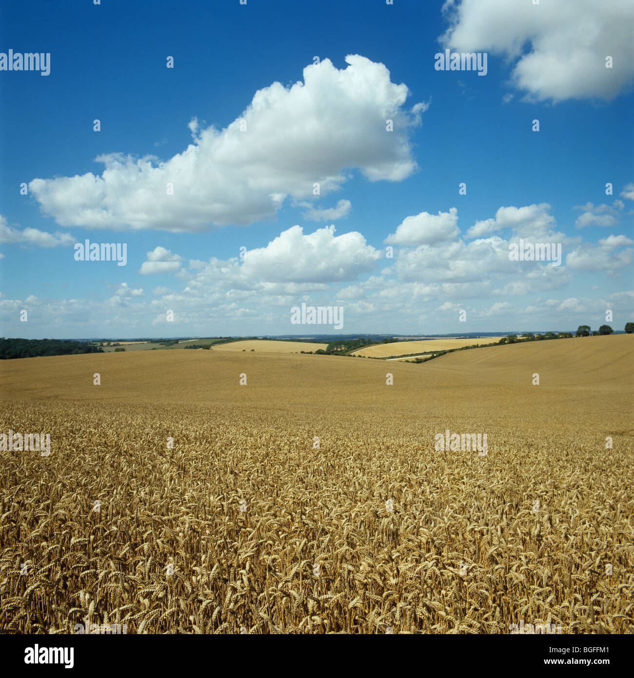 Ripe golden frumento su una bella giornata estiva in una gabbia di chalk downland campo Foto Stock