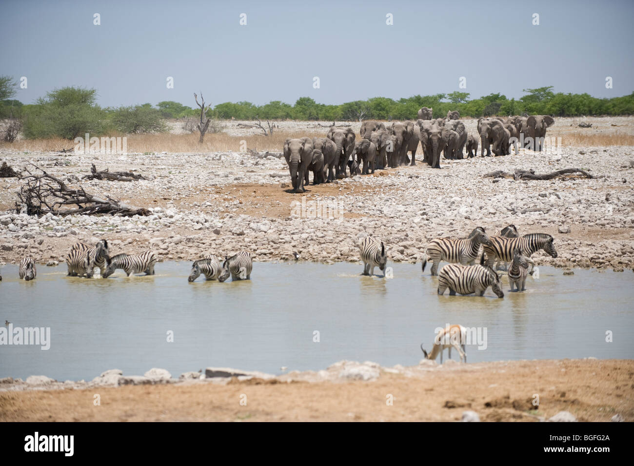 Gli elefanti intorno e si avvicina al Okaukuejo Waterhole, il Parco Nazionale di Etosha, Namibia. Foto Stock