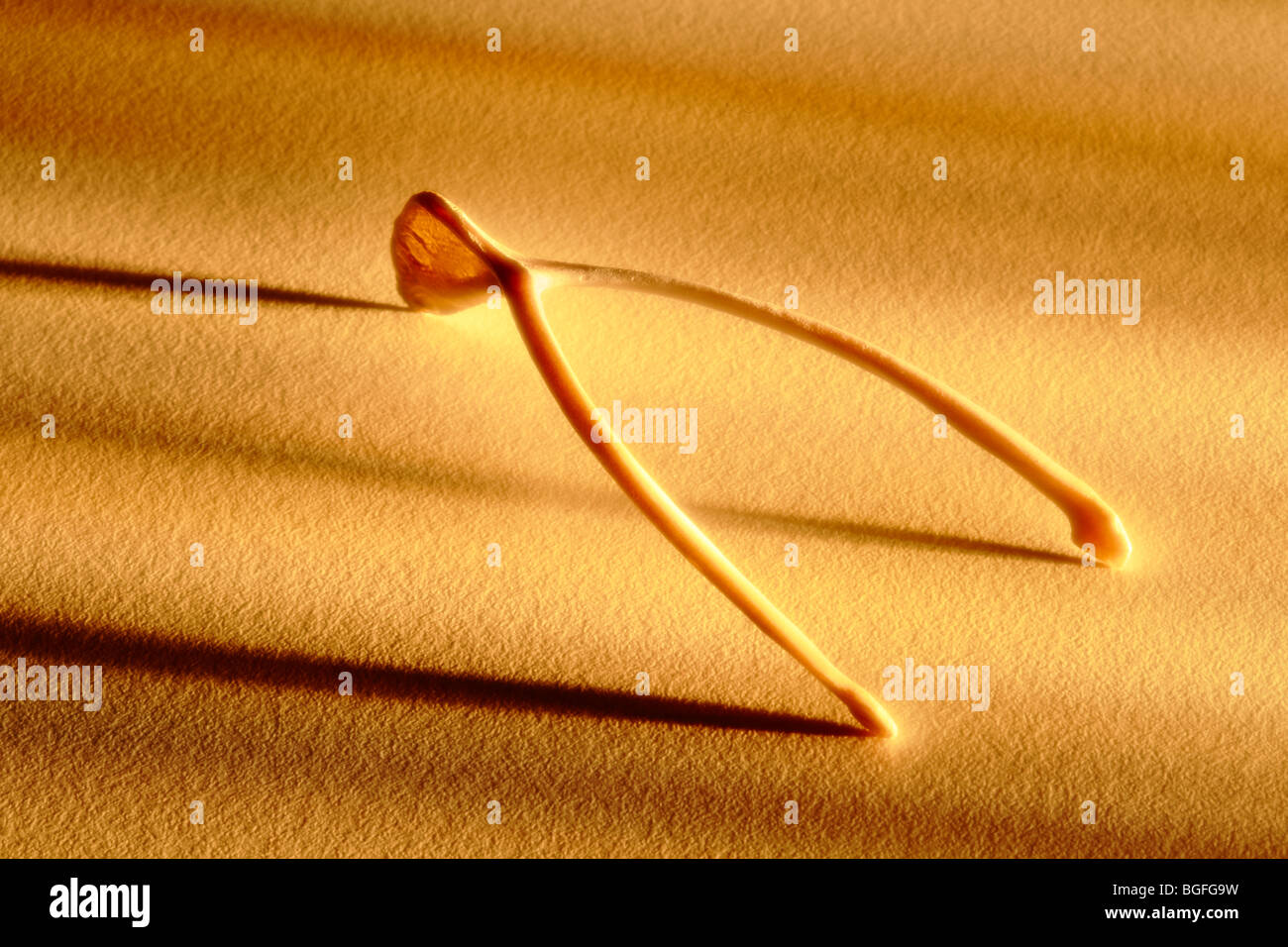 Lucky Wishbone Foto Stock
