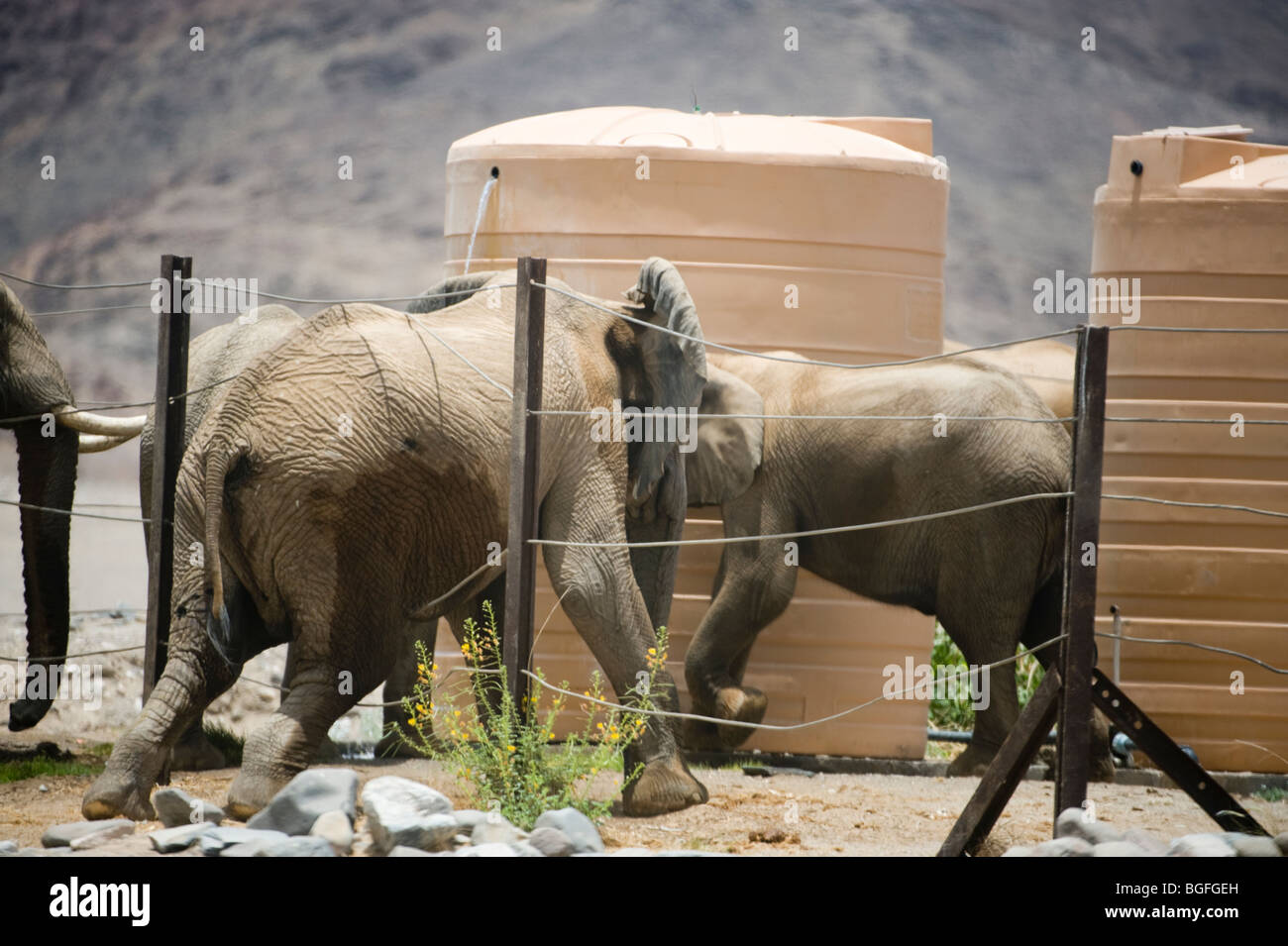 Deserto atto elefanti 'ruba' acqua dal presidente del foro per foro di serbatoi di stoccaggio, Hoanib, Namibia. Foto Stock