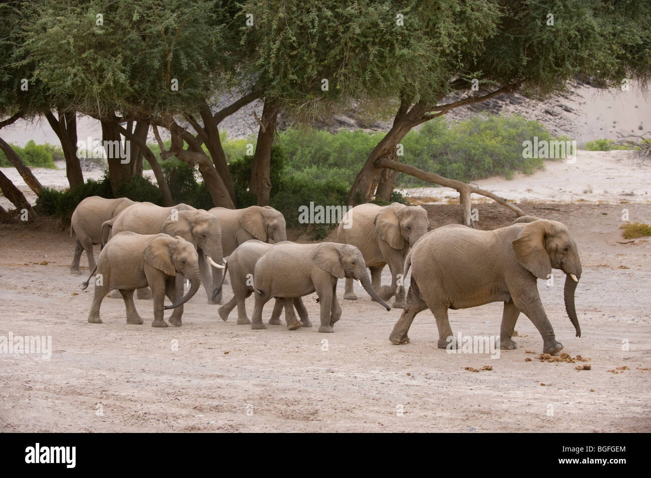 Deserto atto elefanti nella Hoanib River Valley, Namibia. Foto Stock
